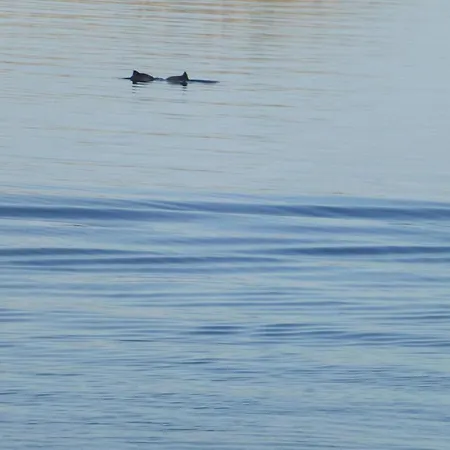 Kapitaenshausseeadler 28 * אולפניץ